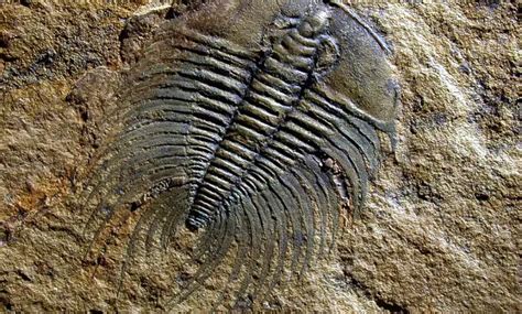 fosillerden neler öğrenebiliriz